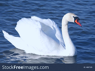 Graceful White Swan On A Water - Free Stock Images & Photos - 4867125 |  StockFreeImages.com